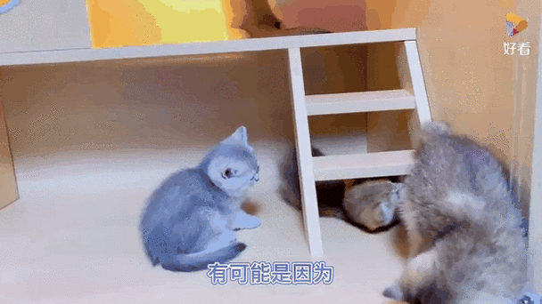 新版猫咪账号密码共享2021