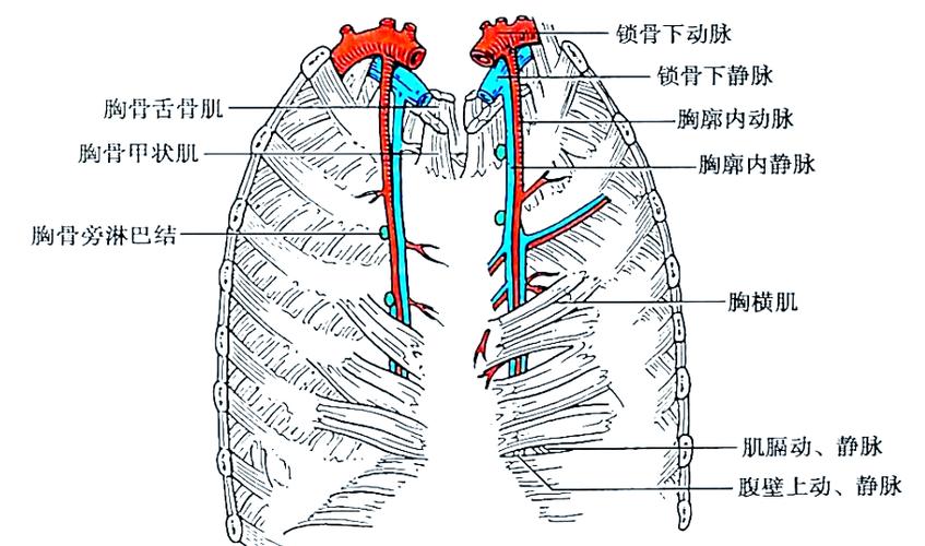 胸肋三角区位置示意图