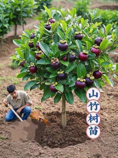 一年四季有果实的树