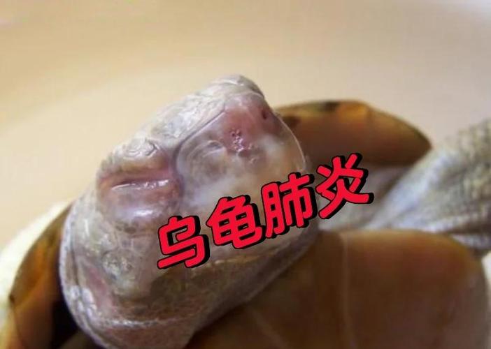 乌龟突然不见了要警惕