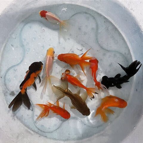 养金鱼几条最好