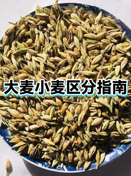 小麦和大麦哪个好