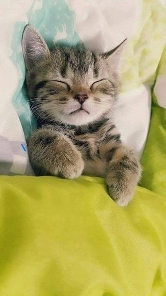 睡着的猫咪下载