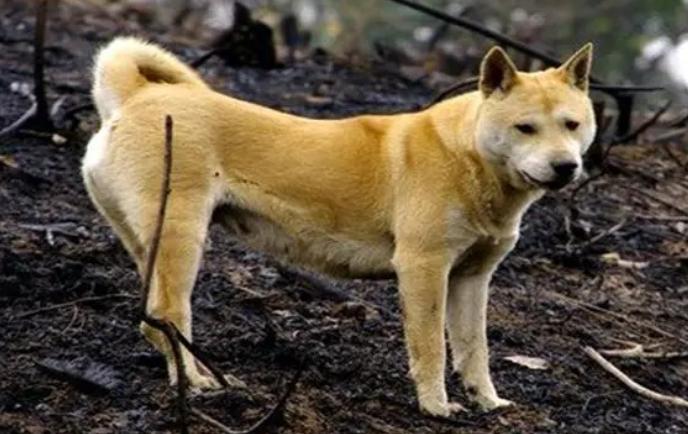 土狗苗批发多少钱一只