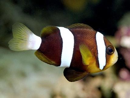 clownfish变声器截图3