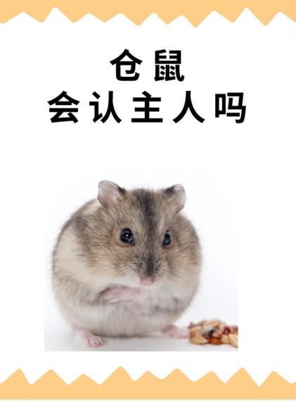 银狐仓鼠会认主人吗