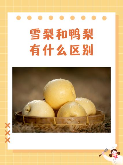 雪梨与鸭梨的区别图解