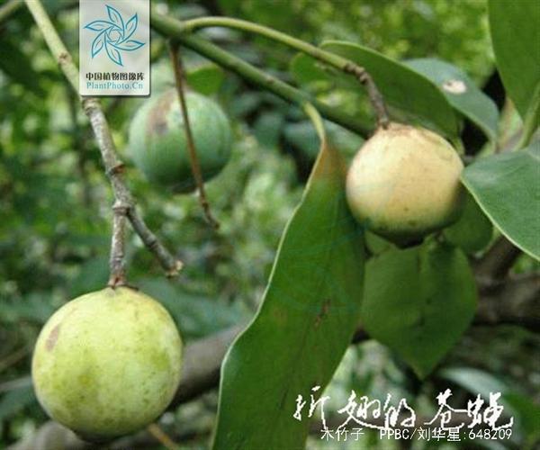 木竹子治什么病最好