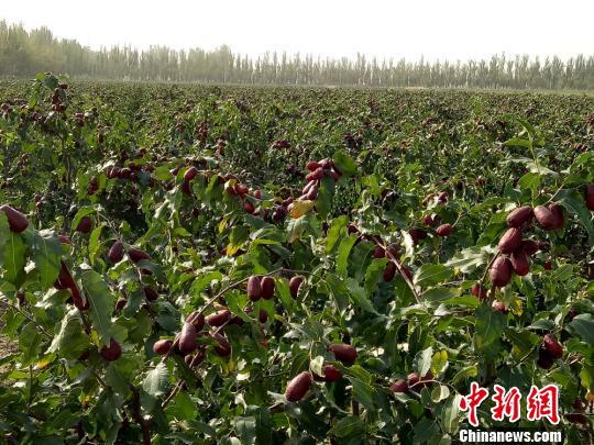 全国最大的红枣基地截图2