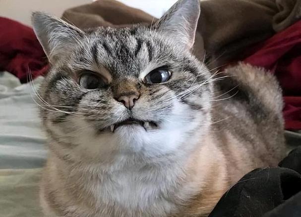 恶猫图片蓝