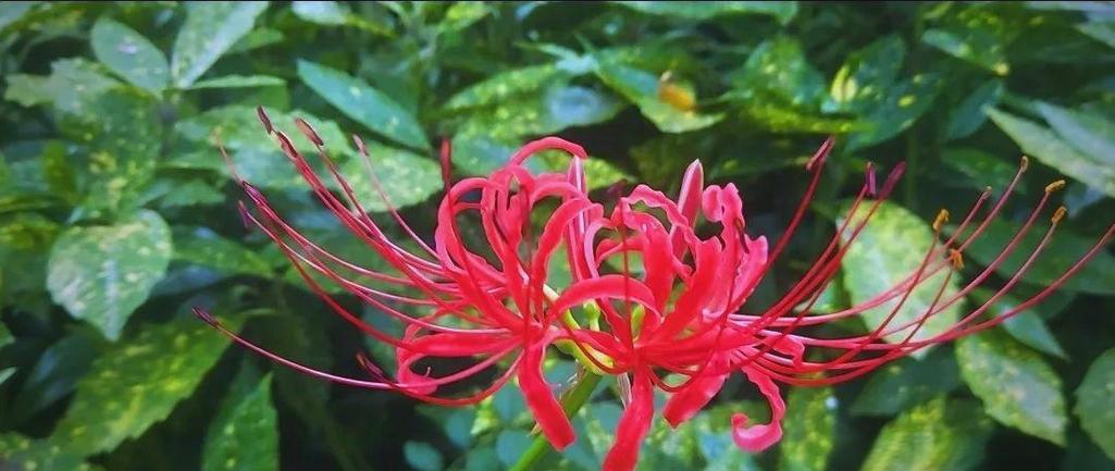 彼岸花视频