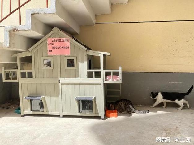 小区野猫一般把幼猫藏在哪里