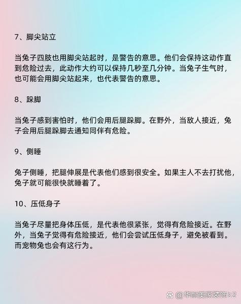兔子的各种动作表示什么意思