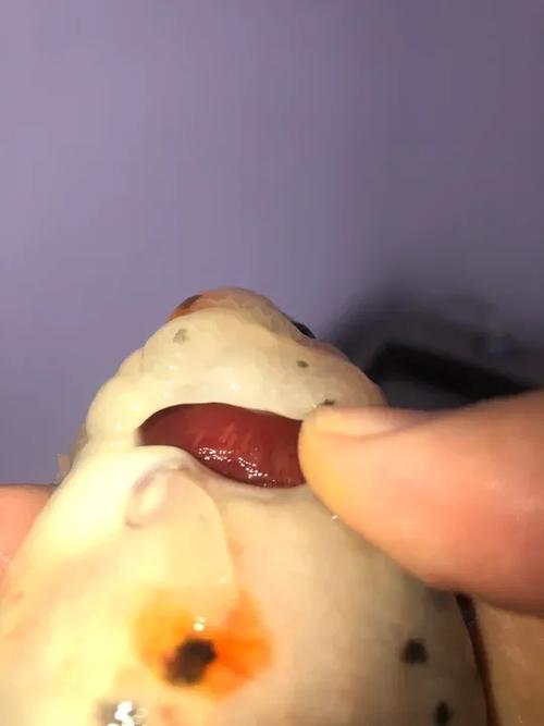 菌腮和虫鳃区别