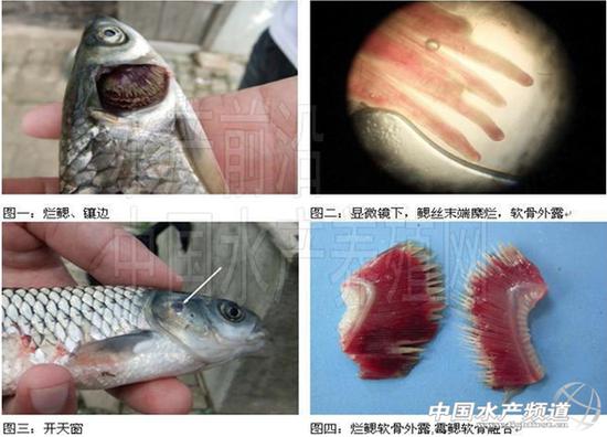 菌腮和虫鳃区别截图2