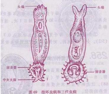 菌腮和虫鳃区别截图3