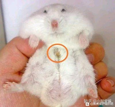 母仓鼠有香腺吗截图3