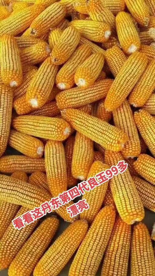 丹东系列4