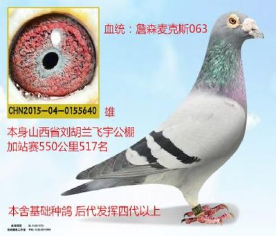赛鸽网查询