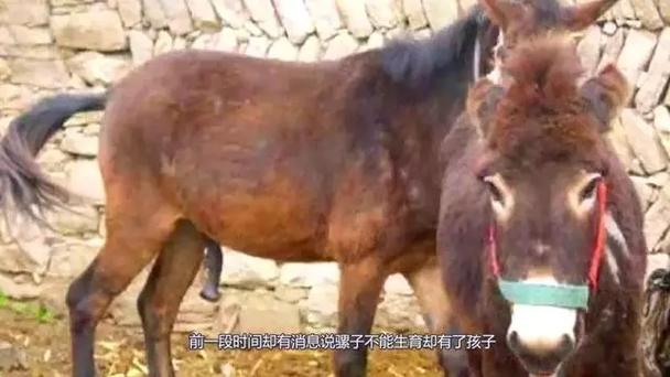 电影《骡子》完整版美国
