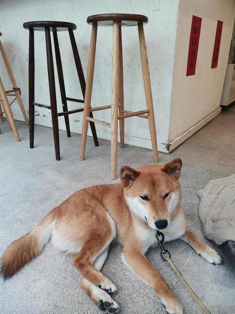 500元买个柴犬可能吗
