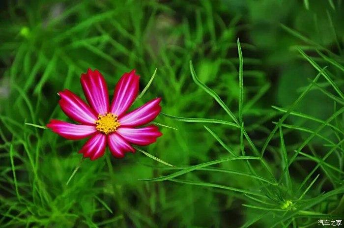 你化成一朵花