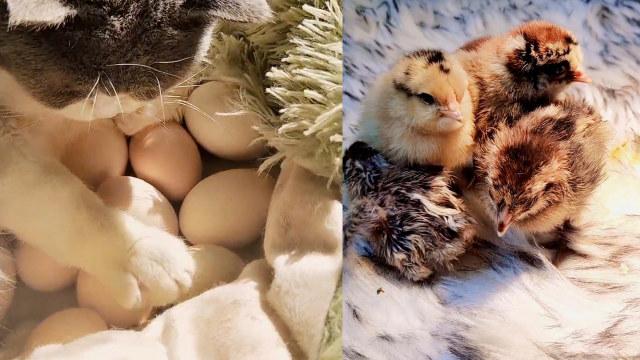 猫的小鸡出来了
