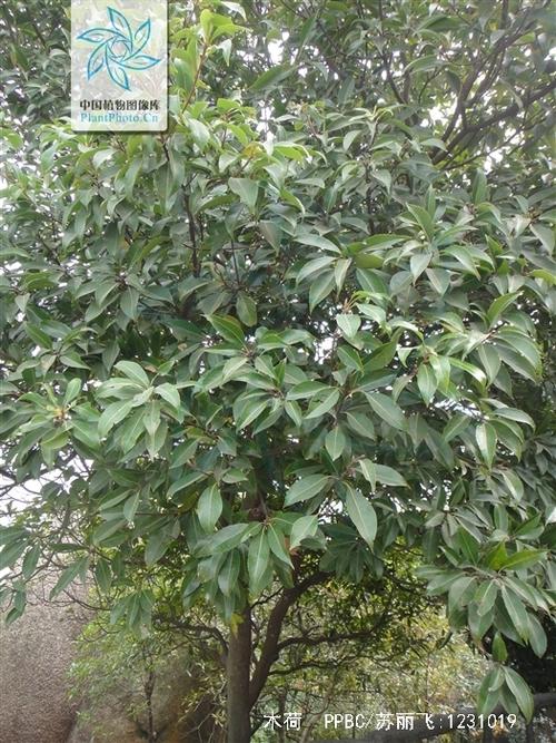 木荷树简介
