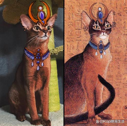 怎么看猫是不是埃及猫