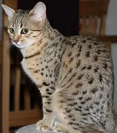 怎么看猫是不是埃及猫截图2