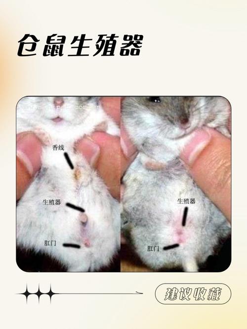 仓鼠蓄精可以生几次截图2