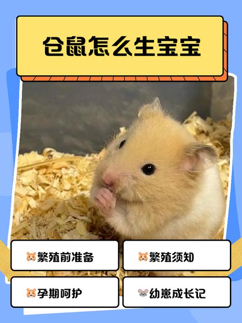 仓鼠蓄精可以生几次截图3