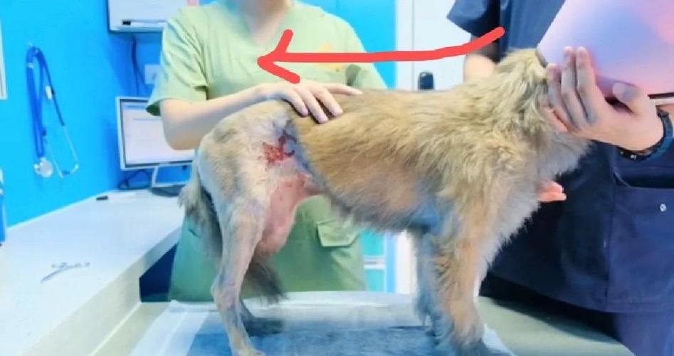 狗狗肌肉萎缩能恢复吗