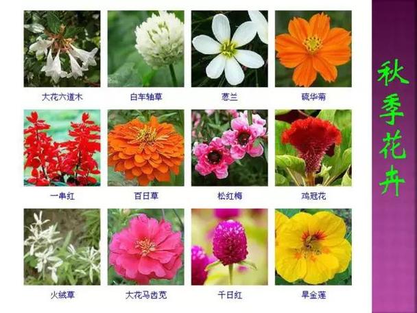 四季开花的10种花