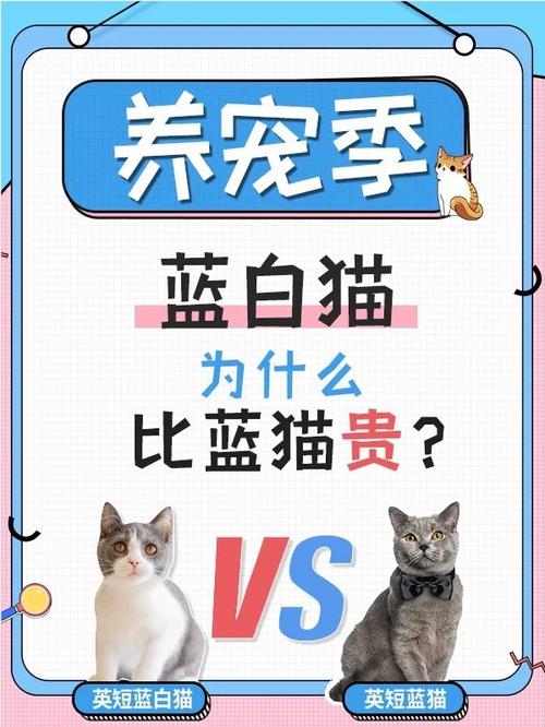 猫为什么贵
