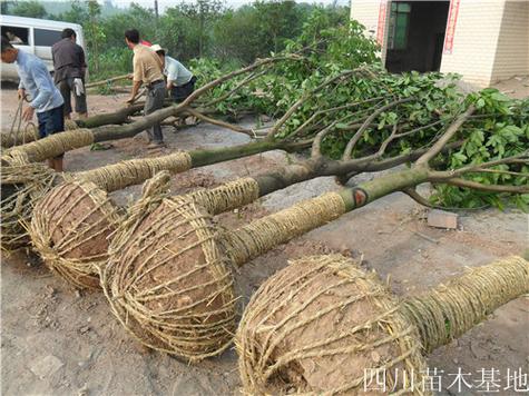 离我最近的3公里苗木基地