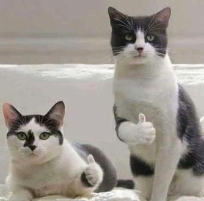 一只猫点赞的表情包