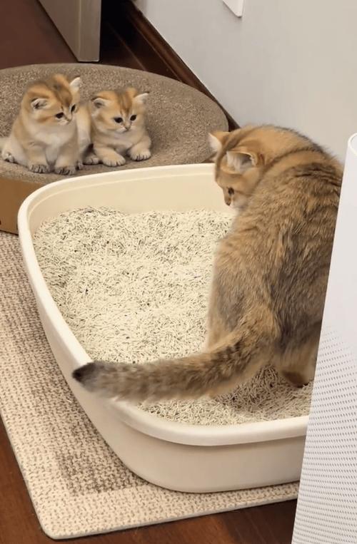 母猫教小猫用猫砂视频