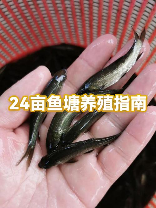 口碑农场鱼塘什么时候开