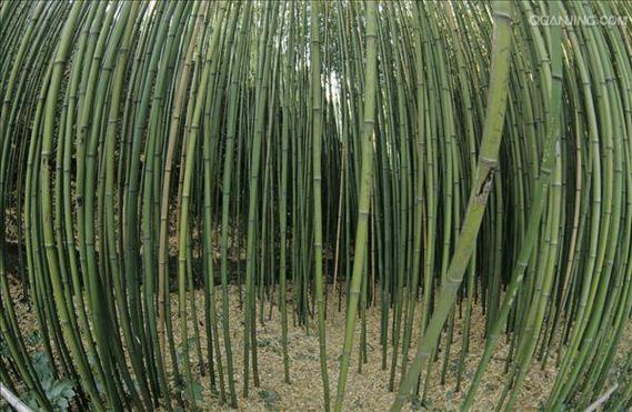 竹bamboo试听