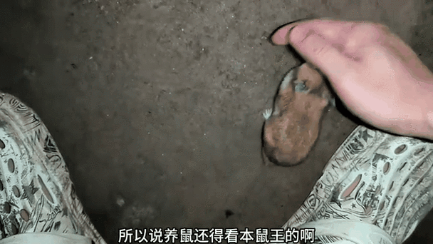 仓鼠在外面能活吗