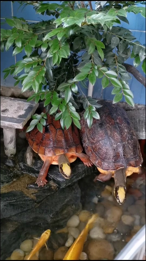 寿命最长的龟