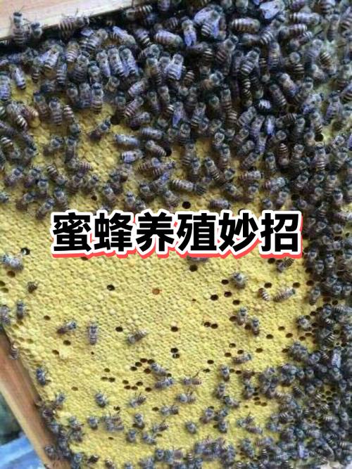 蜜蜂的养殖方法