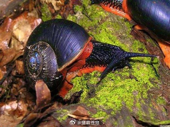 蜗牛的十大神奇功效截图2