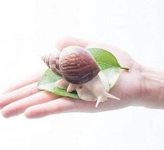 蜗牛的十大神奇功效截图3