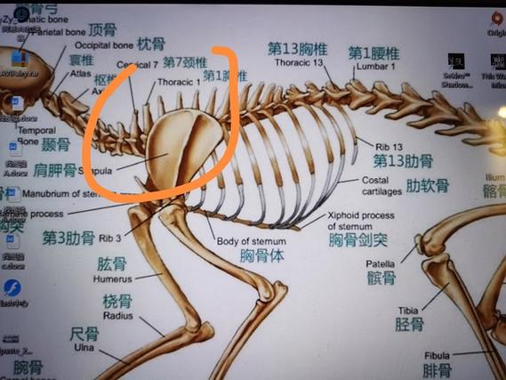 猫脊骨有一块凸起来了