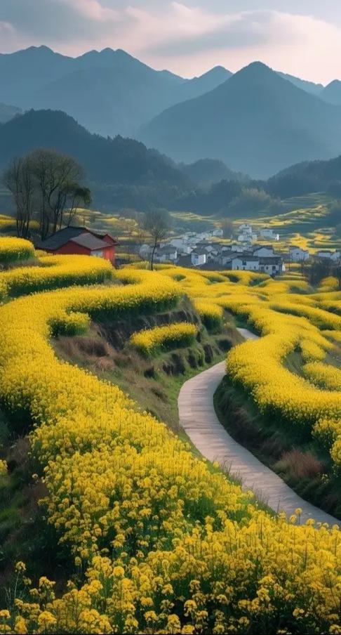 油菜花