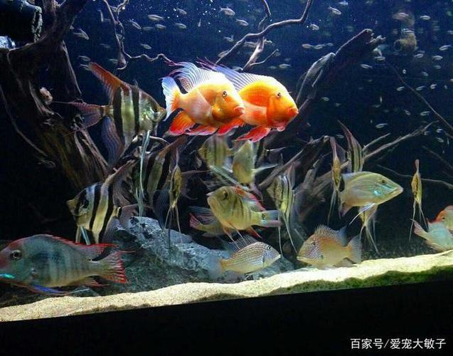 40的鱼缸能养几条鱼