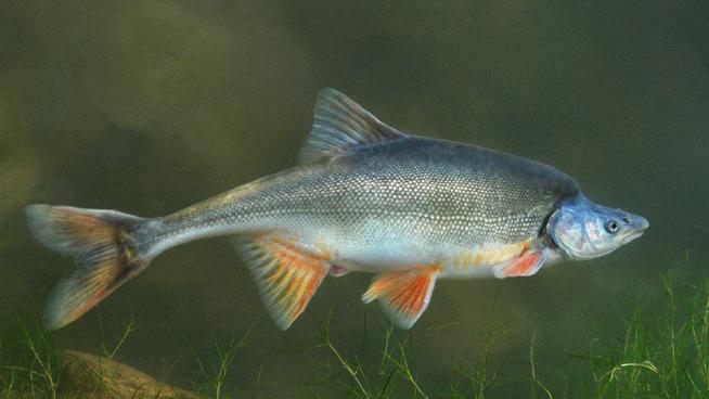 xrayfish是什么动物