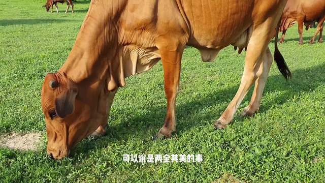 云种云养